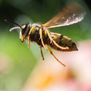 Wespen vertreiben und am Nestbau hindern: Eine Wespe im Flug